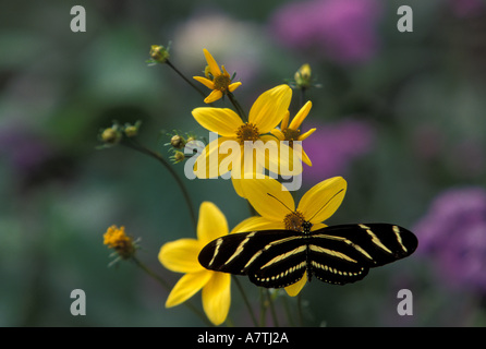 North America, USA, WA, Seattle, Woodland Park Zoo, Zebra longwing butterfly feeding Stock Photo