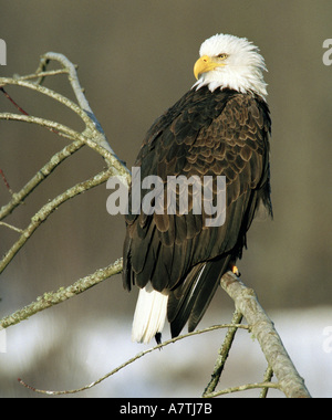 North American Bald Eagle (Haliaeetus leucocephalus), sitting on an alder branch, (Alnus rubra). Stock Photo