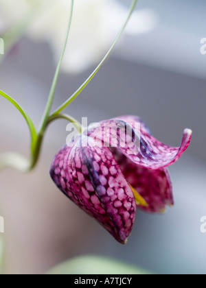 Close-up of Fritillaria Stock Photo