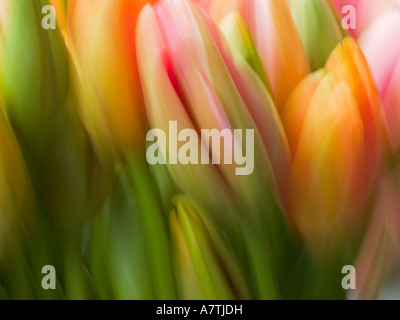 bunch of tulips, blurred Stock Photo