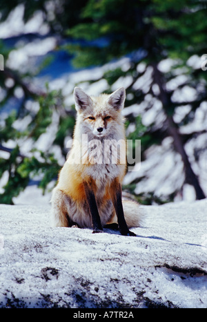 Red Fox sitting on snow bank, Vulpes, Mt. Rainier National Park, WA Stock Photo