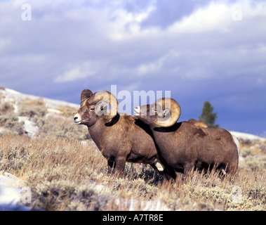 Sparring Rams Pair of Bighorn Rams (Ovis canadensis) sparring in the snow Stock Photo ...