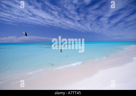 United States, Hawaii, Midway, Atoll NWR. White sands and albatross Stock Photo