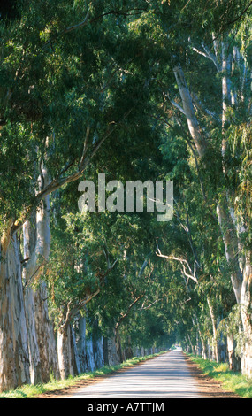 Trees on both sides of empty path, Turkey Stock Photo