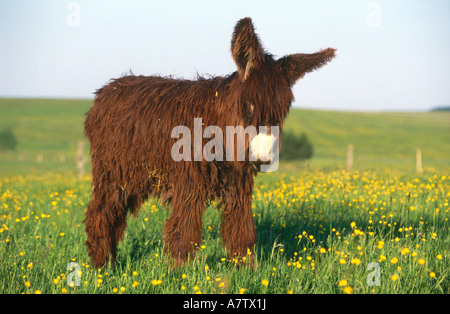 Foal of Poitou donkey standing in field Stock Photo