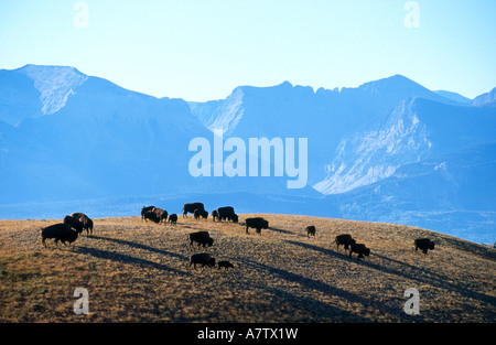 Herd of American Bison (Bison bison) grazing in field, Yellowstone National Park, Wyoming, USA Stock Photo