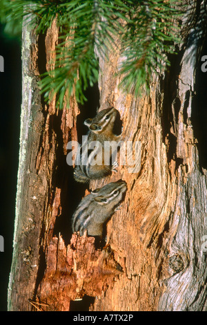 Close-up of two squirrels making holes on tree trunk, Yellowstone National Park, Wyoming, USA Stock Photo