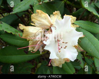 rhododendron (Rhododendron 'Christmas Cheer', Rhododendron Christmas Cheer), flowers with frost damage Stock Photo