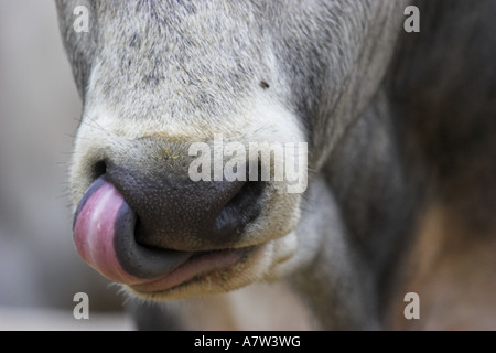 Hungarian Steppe Cattle, Hungarian Grey Cattle (Bos primigenius f. taurus), Hungarian Grey Cattle or Hungarian Steppe Cattle, d Stock Photo