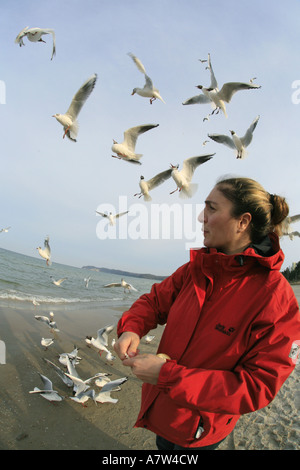 black-headed gull (Larus ridibundus), woman feeds gulls at the beach, Germany, Ruegen Stock Photo