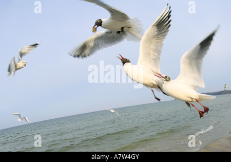 black-headed gull (Larus ridibundus), three gulls fighting for food, Germany, Ruegen, Baltic Sea Stock Photo
