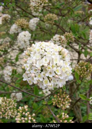 Burkwoods Viburnum (Viburnum burkwoodii, Viburnum x burkwoodii, V. carlesii x V. macrocephalum)), blooming Stock Photo