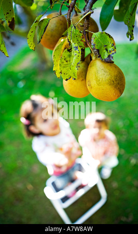 Child reaches up for pears on tree Stock Photo
