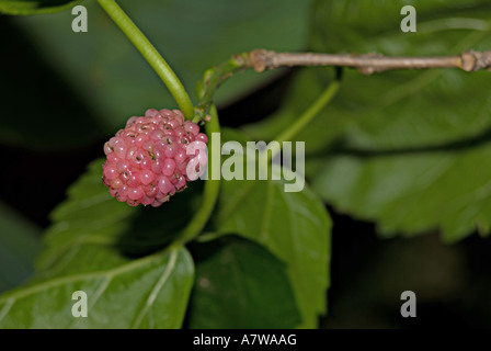 Photo of an Unripe Mulberry close up Stock Photo