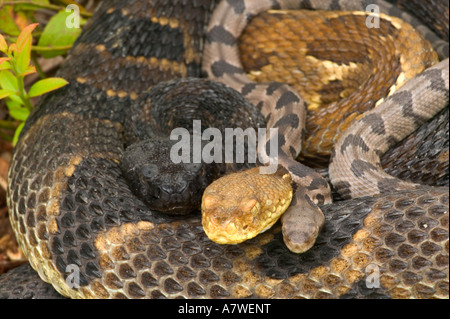 Timber Rattlesnakes, (Crotalus horridus), Pennsylvania, Adult female(s) and newborn young Stock Photo