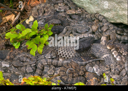 Timber Rattlesnakes, (Crotalus horridus), Pennsylvania, Adult female(s) and newborn young Stock Photo