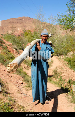Man dressed in a blue garment carries a chopped down tree through fields near Ait Ali Morocco