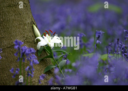 White casablanca lily growing isolated and alone in bluebell wood Stock Photo