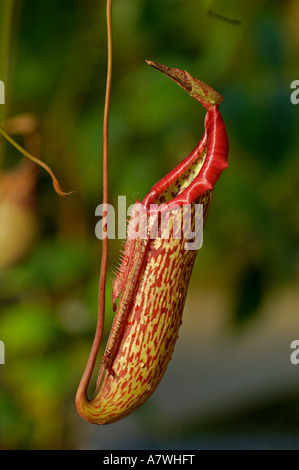 Nepenthes mixta, trap of the plant Stock Photo