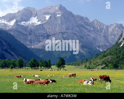 Pasturing cows at the nature reserve Big Ahornboden, Northern Karwendel, Tyrol, Austria Stock Photo