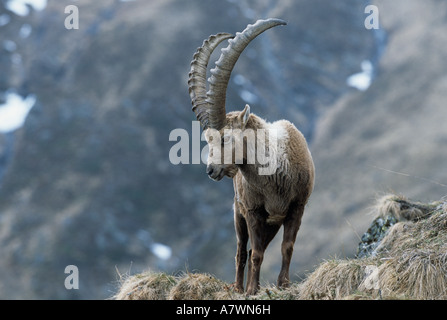Alpine Ibex (Capra ibex) adult male standing on dead gras. Stock Photo