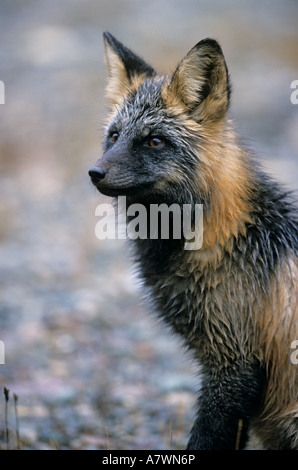 Portrait of Cross Fox, American Red Fox (Vulpes vulpes) Portrait of wet fox Stock Photo