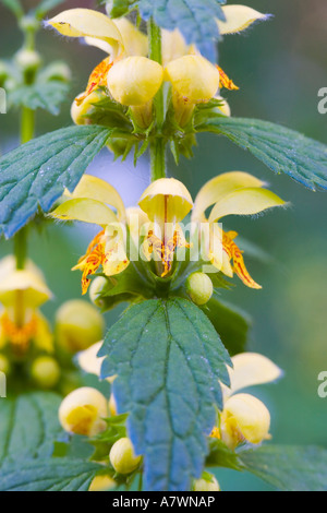 Yellow archangel (Lamiastrum galeobdolon) Stock Photo