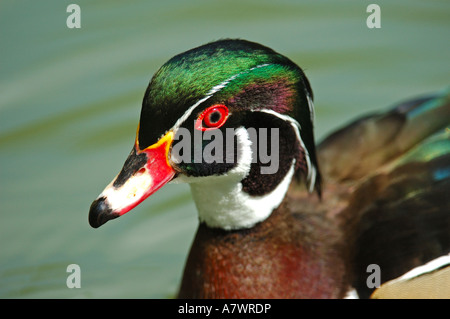 Male Wood duck, Aix sponsa Stock Photo