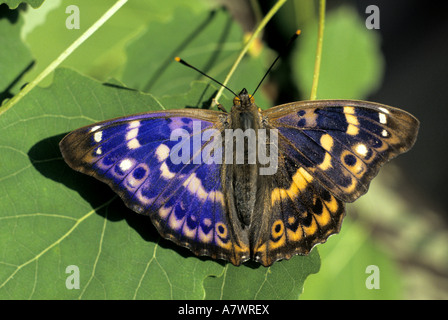 Lesser Purple Emperor, Apatura ilia Stock Photo