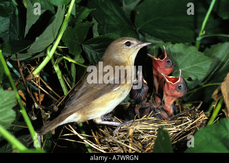 Garden Warbler, Sylvia borin at the nest Stock Photo