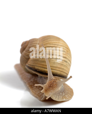 Garden Snail in front of white background Stock Photo - Alamy