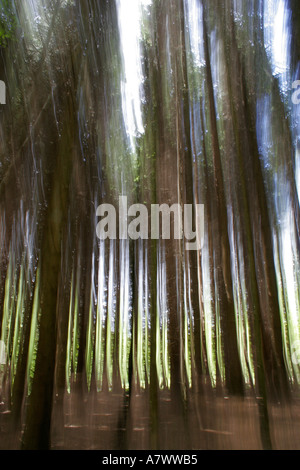 BLURRED ABSTRACT IMPRESSIONISTIC SHOT OF A WOODLAND INTERIOR Stock Photo