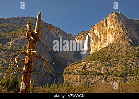 Yosemite Falls old twisted tree upper and lower falls Stock Photo
