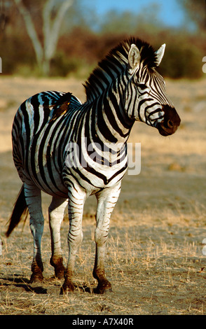 Botswana, Chobe National Park, Linyanti Wildlife Reserve. Game viewing in Savuti area. Burchell's zebra aka Plains zebra. Wild Stock Photo