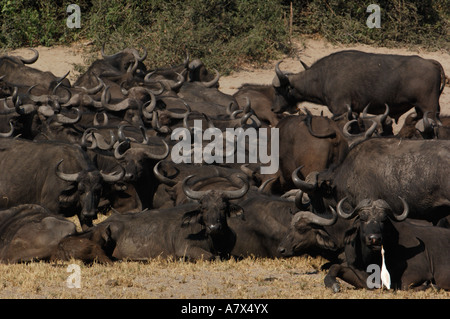 Buffalo herd in a tight group after sleeping in the hopes it will then be too hot for the lions to follow and hunt them Stock Photo