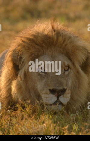 Lion (Panthera leo) this is one of the Duba pride males. Duba Plains ...