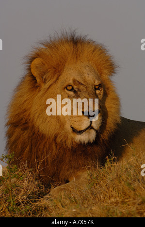 Lion (Panthera leo) this is one of the Duba pride males. Duba Plains ...