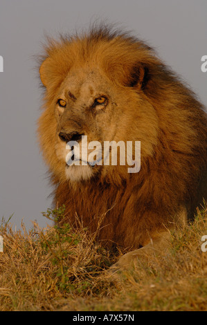 Lion (Panthera leo) this is one of the Duba pride males. Duba Plains ...