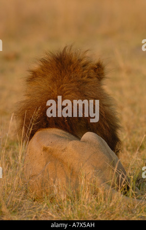 Lion (Panthera leo) this is one of the Duba pride males. Duba Plains ...