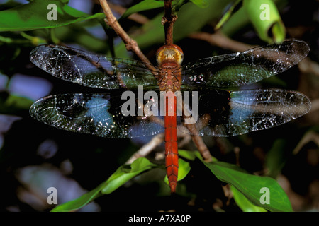 Africa, Madagascar, Ankarana Special Reserve. Malagasy Dragonfly (Anisoptera sp.) Stock Photo