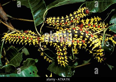 Africa, Madagascar, Ankarana Special Reserve. Silk moth caterpillars (Antherina swaka) Stock Photo