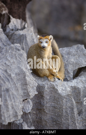 Crowned Lemur male on 'tsingy'. 'Tsingy' is limestone cast that is very sharp and ruggered. Ankarana Special Reserve Stock Photo