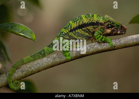 Short-nosed Chameleon (Calumma gastrotaenia). Madagascar, Africa. Stock Photo