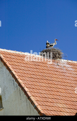 MOROCCO, Middle Atlas, Ifrane: Alpine Resort / The Geneva of Morocco Stork Nest Stock Photo