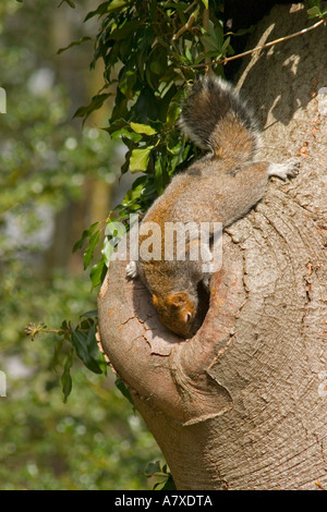Grey Squirrel attempting to rob contents of mudded nest hole of Nuthatch Surrey England April Stock Photo