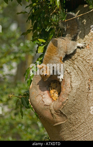 Grey Squirrel attempting to rob contents of mudded nest hole of Nuthatch Surrey England April Stock Photo
