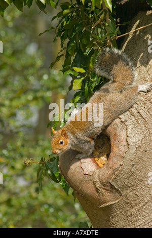 Grey Squirrel attempting to rob contents of mudded nest hole of Nuthatch Surrey England April Stock Photo