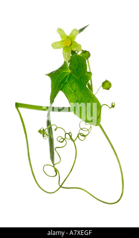 Traveller s joy Clematis vitalba Flower leaf buds tendrils Surrey England Summer Stock Photo