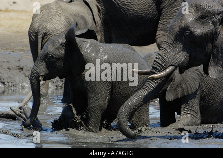 African elephants  enjoying themselves in a waterhole. Makalolo Plains. Hwange National Park, ZIMBABWE, Southern Africa Stock Photo