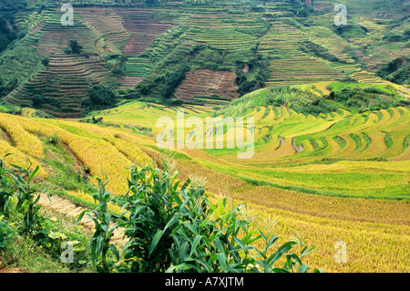 Asia, China, Yunnan, Yuxi Prefecture; Yuanjiang. Green and gold fields of autumn in Hani people's Cloudy Sea Terrace Stock Photo